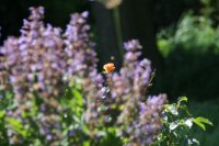 das zu löschende Bild