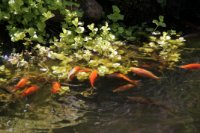 das zu meldende Bild